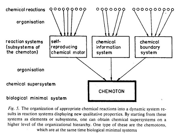 The Chemoton